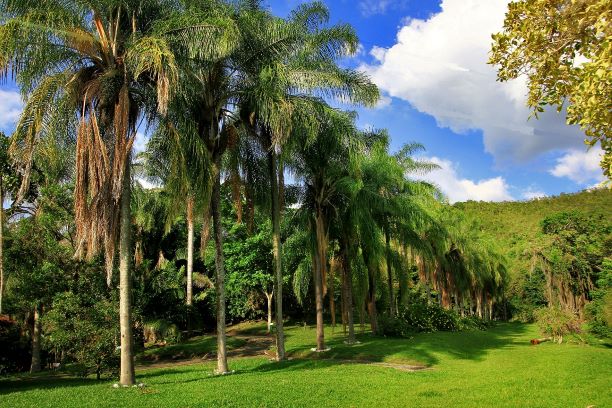 112072-jardin botanico juan maria cespedes2.jpg